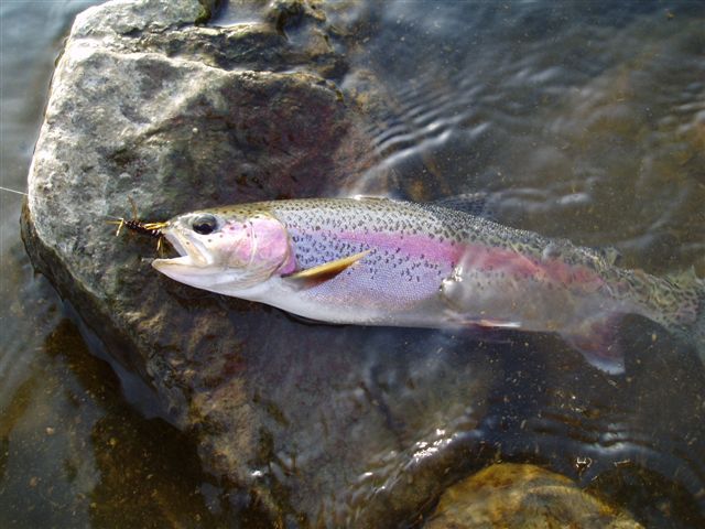 Feb Yak Bow (2).jpg Feb Yak Bow (2).jpg